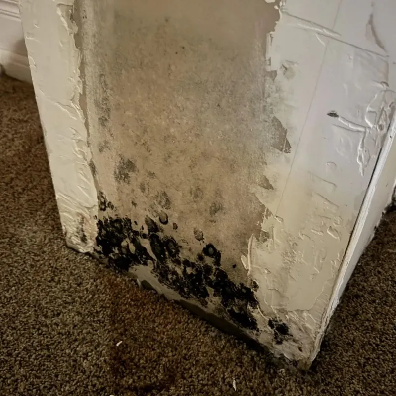 Professional Mold Removal in Scott County, IA